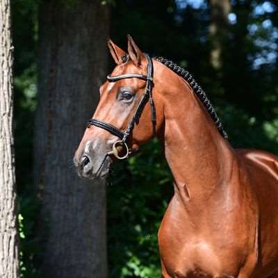 Especial For Fun Z Stallion Especial For Fun Z Stallion